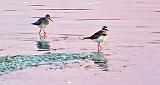 Yellowlegs & Killdeer At Sunrise_DSCF21161